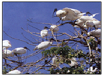 Vedanthangal Bird Sanctuary